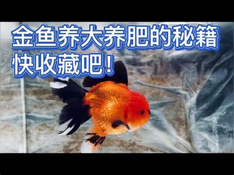 黑牡丹金魚壽命|黑牡丹金魚養護指南